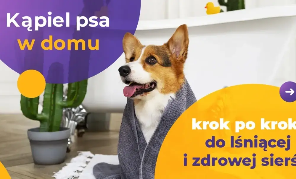 Jak zadbać o sierść psa? Najlepsze produkty i porady dla zdrowej sierści