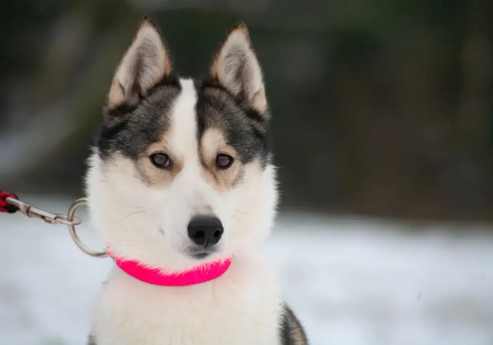 Ile kosztuje husky z rodowodem? Ceny, które zaskoczą każdego właściciela