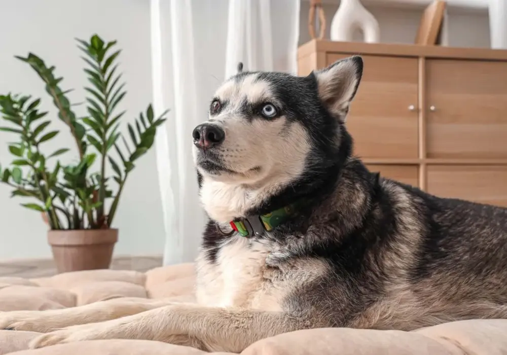 Jak wygląda pies husky? Cechy, kolory i charakterystyka rasy