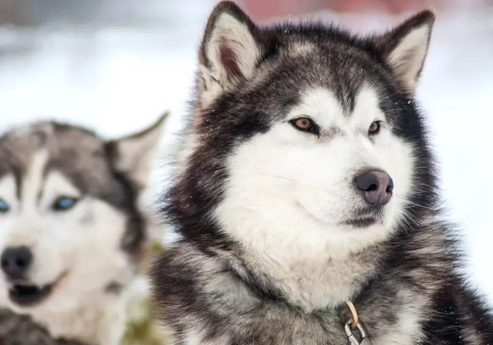 Jak wychować husky'ego: skuteczne metody i porady na każdy dzień