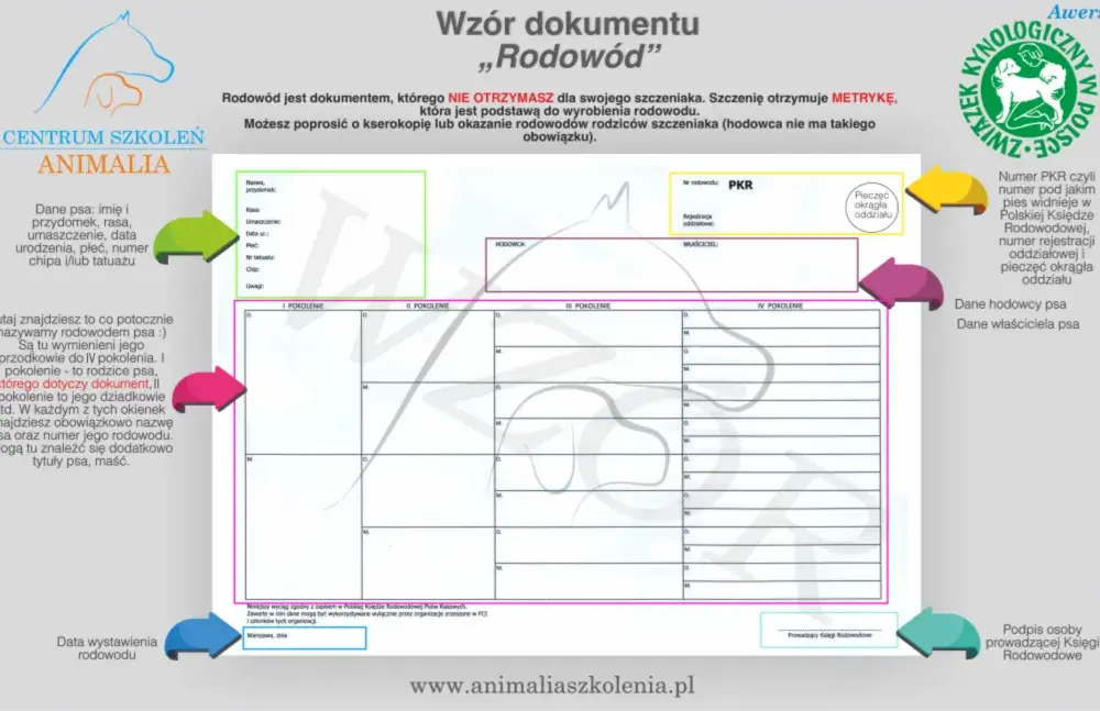 Ile kosztuje metryka dla psa? Sprawdź ceny i korzyści rodowodu dla twojego pupila