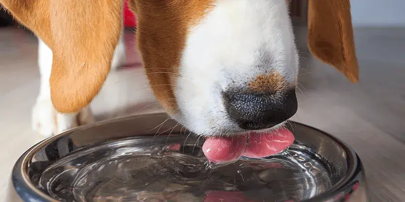 Jaka woda dla psa? Odkryj, co jest najlepsze dla jego zdrowia
