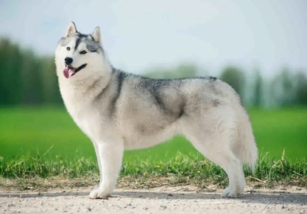 Czy husky jest agresywny? Poznaj prawdę o ich temperamencie