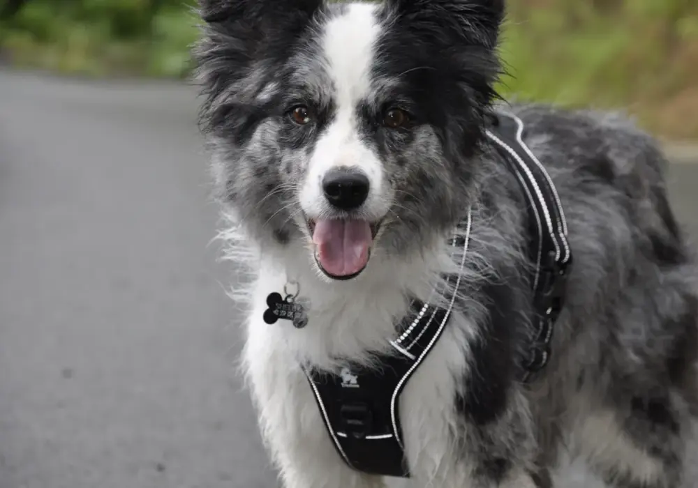 Szelki czy obroża dla border collie: co wybrać dla aktywnego psa?