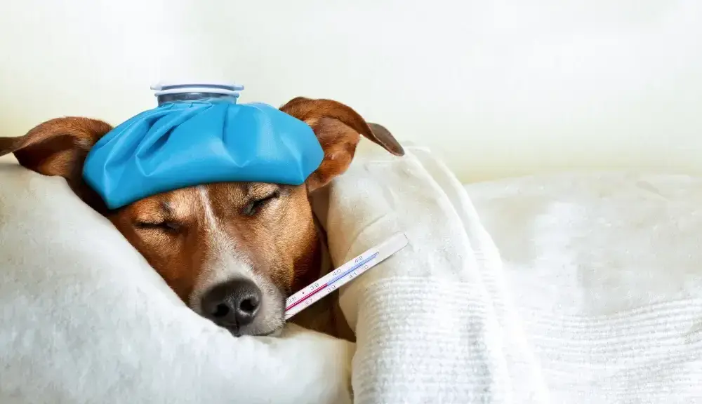 Jaka temperatura dla psa w domu? Klucz do zdrowia i komfortu pupila