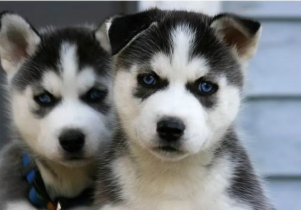 Jak odróżnić husky od malamuta - kluczowe różnice i cechy