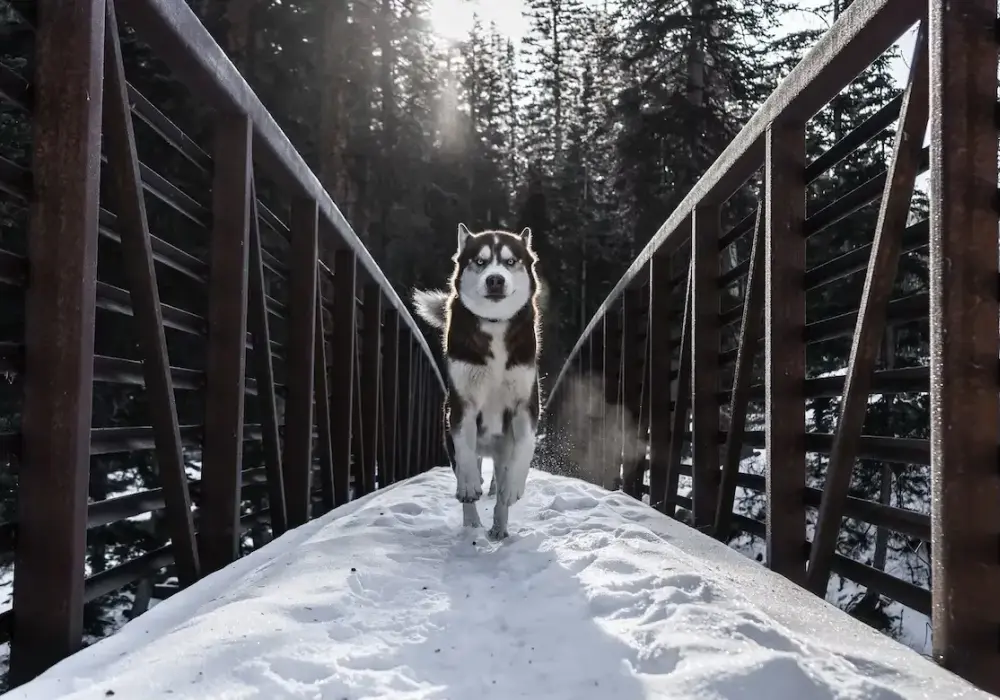 Jak długo żyją husky? Odkryj tajemnice ich długowieczności