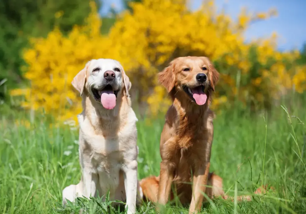 Labrador vs Golden: Który pies dla Ciebie? Porównanie kluczowych cech