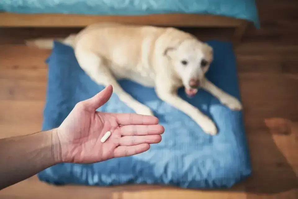 Jakie wapno dla psa? Klucz do zdrowia i mocnych kości Twojego pupila
