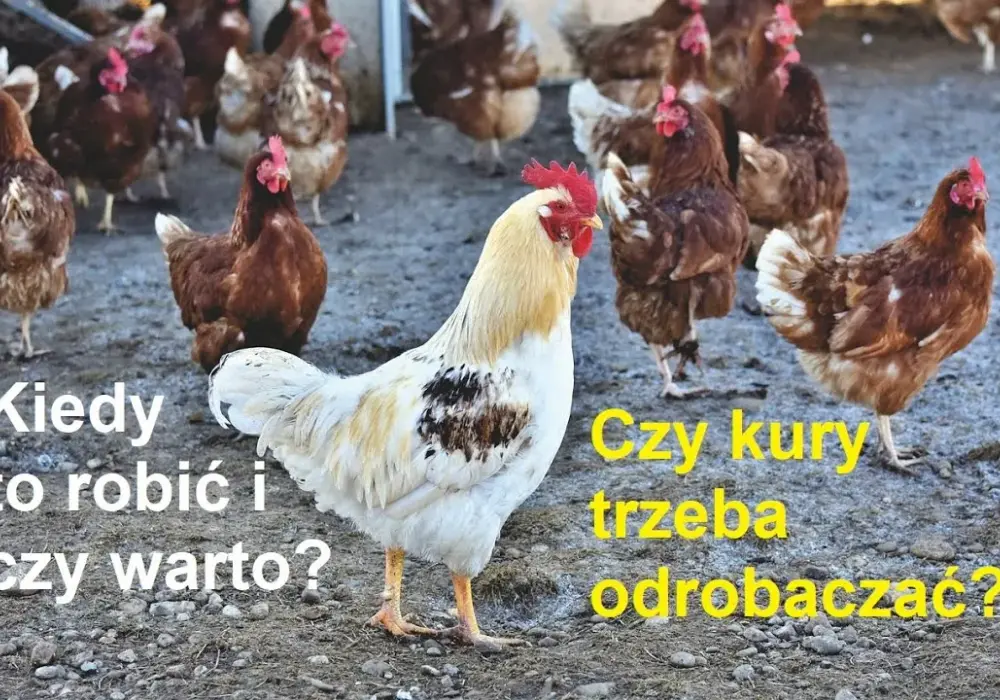 Skuteczne sposoby na odrobaczanie kur – jak chronić stado przed pasożytami