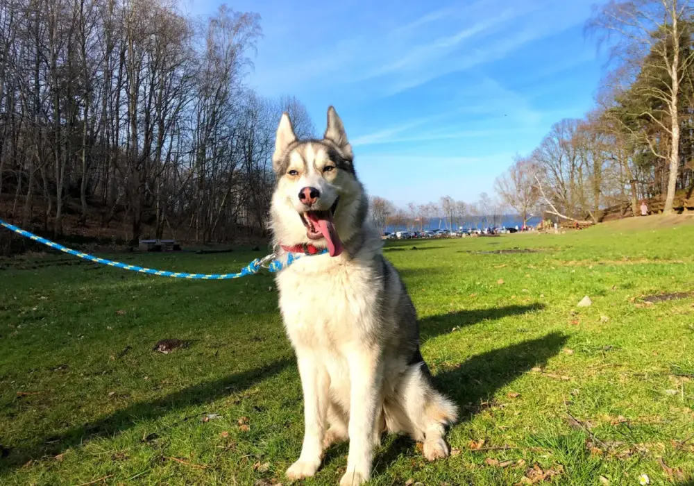 Ile dziennie je husky? Odkryj idealną porcję dla zdrowia psa