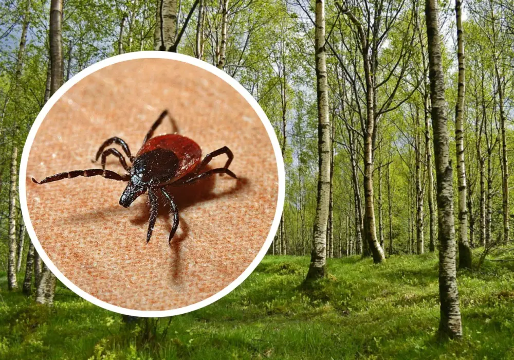 Kogo kleszcze omijają? Sprawdź, kto jest bezpieczny przed ukąszeniami