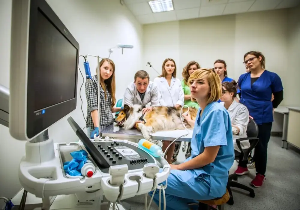 Gdzie pracuje weterynarz? Miejsca pracy, zarobki i perspektywy kariery
