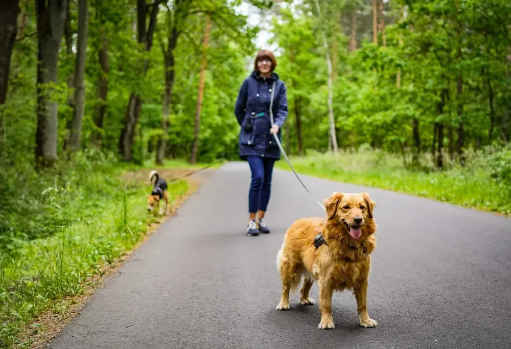 Petsitter – ważna osoba nie tylko dla zwierzaka. Kiedy warto zdecydować się na tego typu usługi i jak przygotować na to pupila?