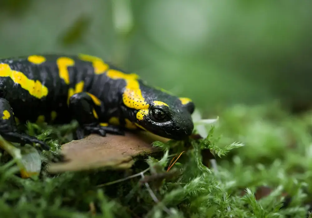 Czym się żywi salamandra plamista? Odkryj jej zaskakującą dietę