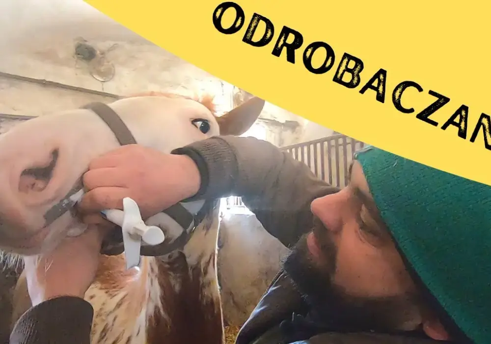 Czy odrobaczanie konia przed jedzeniem jest bezpieczne i skuteczne? Praktyczne porady