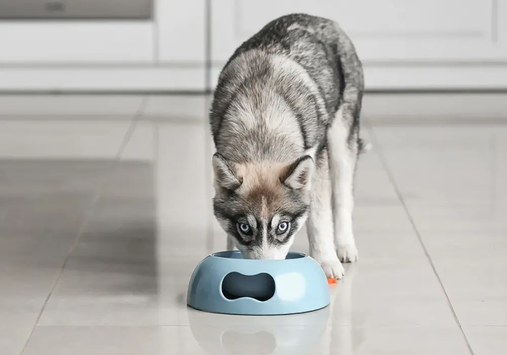Jaka karma dla husky zapewni zdrowie i energię Twojemu psu?