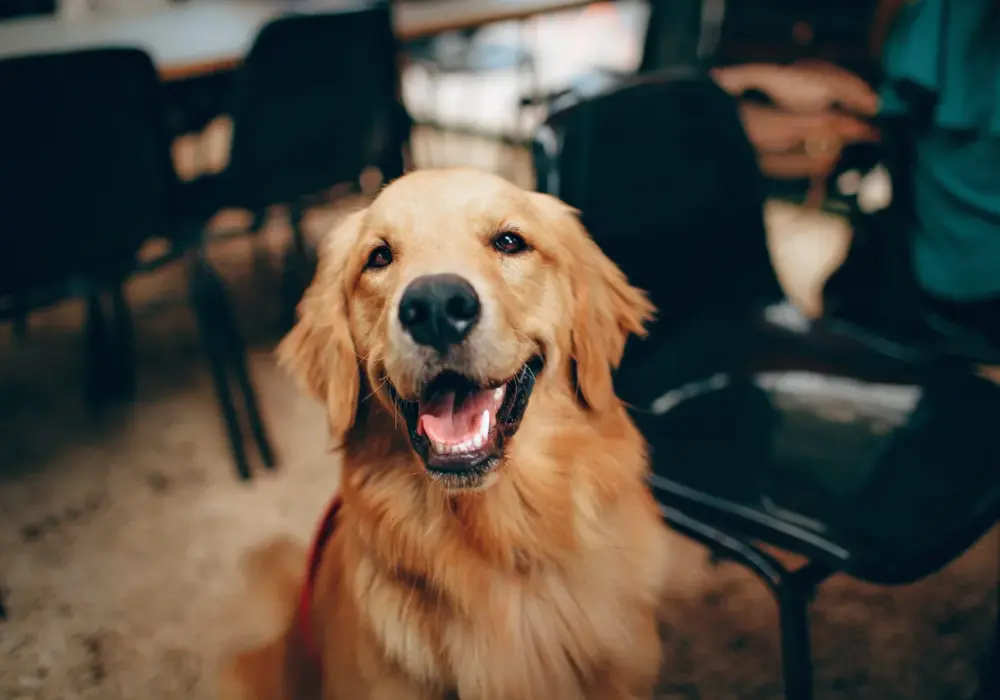 Czy golden retriever śmierdzi? Poznaj prawdę o zapachu tej rasy