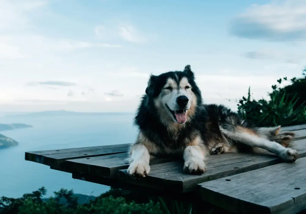 Ile km dziennie powinien chodzić husky? Kluczowe informacje dla właścicieli