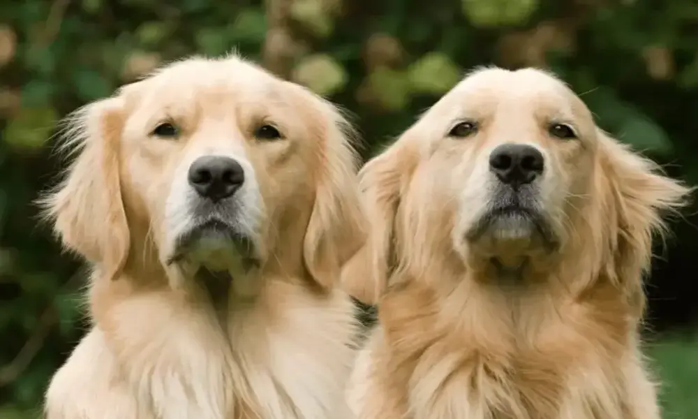 Adopcja szczeniaka golden retriever w Île-de-France: co musisz wiedzieć