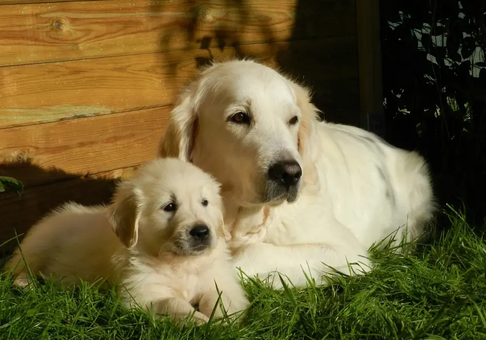 Kiedy rośnie sierść golden retrievera? Kluczowe etapy rozwoju