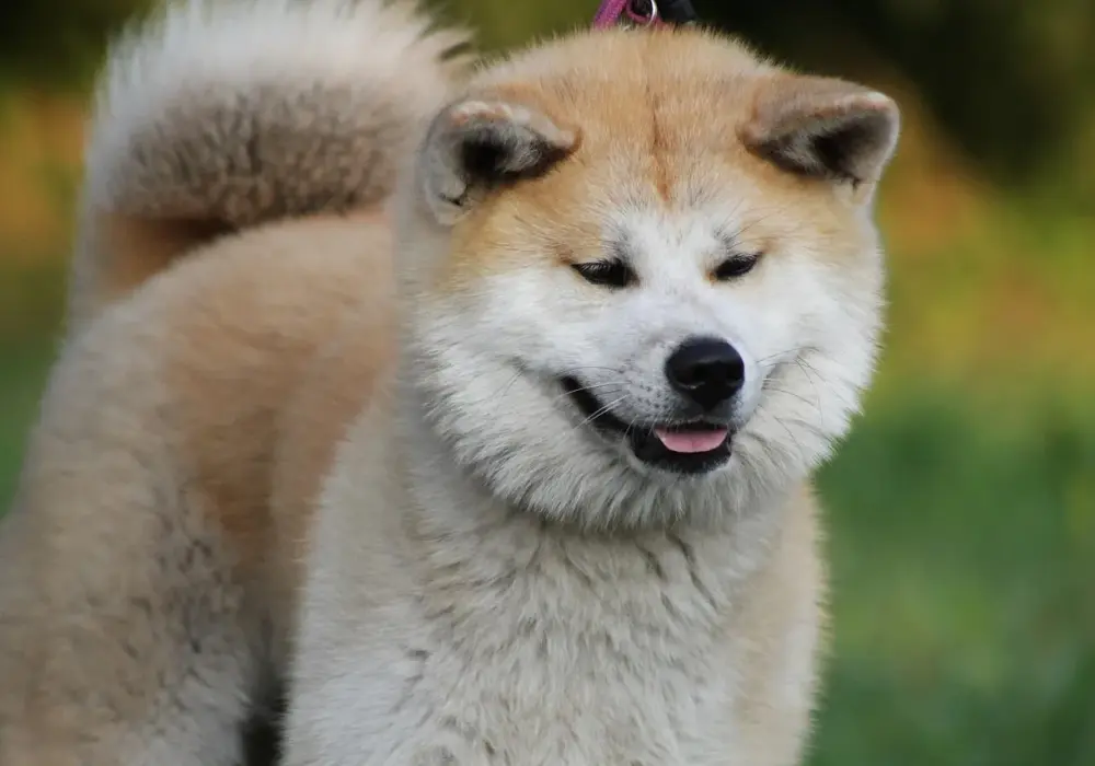 Akita Inu: Dlaczego sierść to nie włosy? Odkryj różnice