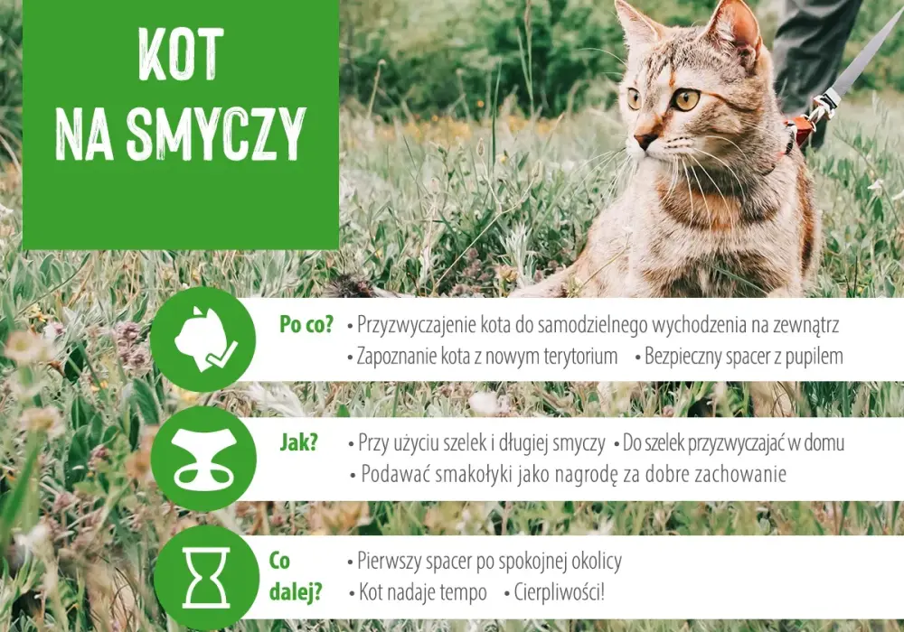 Jak przyzwyczaić kota do obroży, aby uniknąć stresu i niepokoju