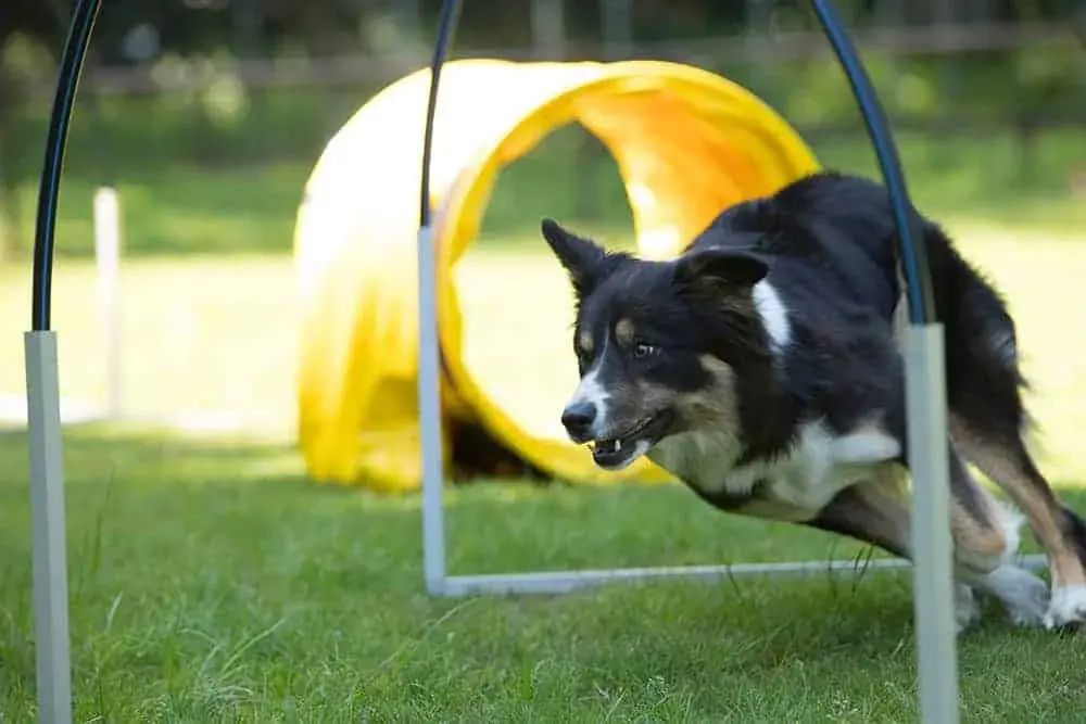 Jak wytresować border collie: skuteczne metody na posłusznego psa