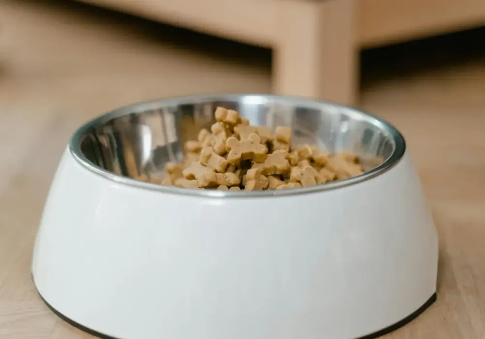 Karma monoproteinowa dla psa – kiedy to naprawdę ma sens?