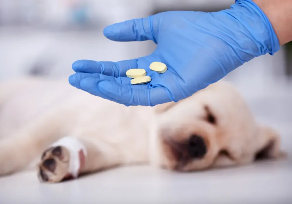 Jak działa tabletka na odrobaczanie psa? Skuteczność, działanie i ryzyka