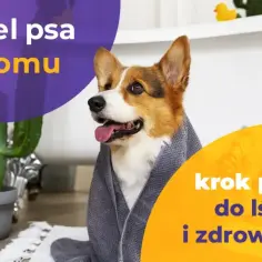 Jak zadbać o sierść psa? Najlepsze produkty i porady dla zdrowej sierści