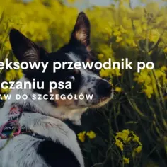Czy odrobaczanie jest bezpieczne? Korzyści, ryzyka i ważne przeciwwskazania