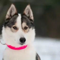 Ile kosztuje husky z rodowodem? Ceny, które zaskoczą każdego właściciela