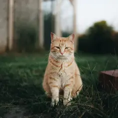 Jakie szczepienia dla psa są niezbędne dla zdrowia Twojego pupila?