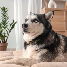 Jak wygląda pies husky? Cechy, kolory i charakterystyka rasy