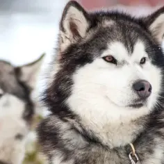 Jak wychować husky'ego: skuteczne metody i porady na każdy dzień
