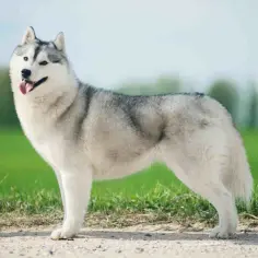 Czy husky jest agresywny? Poznaj prawdę o ich temperamencie
