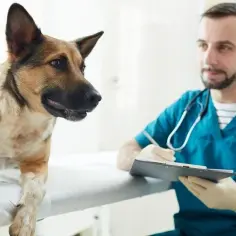 Jak długo trwa odrobaczanie psa? Wszystko, co musisz wiedzieć o zabiegu