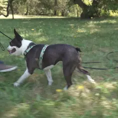 Boston terrier na smyczy podczas treningu na trawie.