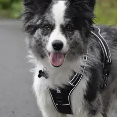 Szelki czy obroża dla border collie: co wybrać dla aktywnego psa?