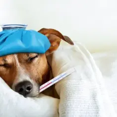 Jaka temperatura dla psa w domu? Klucz do zdrowia i komfortu pupila