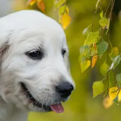 Ile kosztuje golden retriever z hodowli? Sprawdź, zanim kupisz!