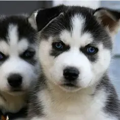 Jak odróżnić husky od malamuta - kluczowe różnice i cechy