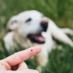 Tabletka czy obroża na kleszcze - co lepsze dla Twojego psa?