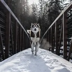 Jak długo żyją husky? Odkryj tajemnice ich długowieczności