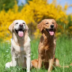 Labrador vs Golden: Który pies dla Ciebie? Porównanie kluczowych cech