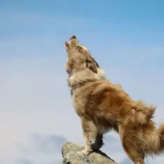 Dlaczego husky wyje? Poznaj powody i jak z nimi walczyć