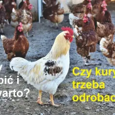 Skuteczne sposoby na odrobaczanie kur – jak chronić stado przed pasożytami