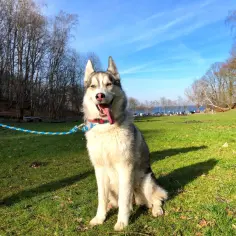 Ile dziennie je husky? Odkryj idealną porcję dla zdrowia psa