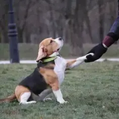 Jak wytresować beagle, aby uniknąć frustracji i osiągnąć sukces